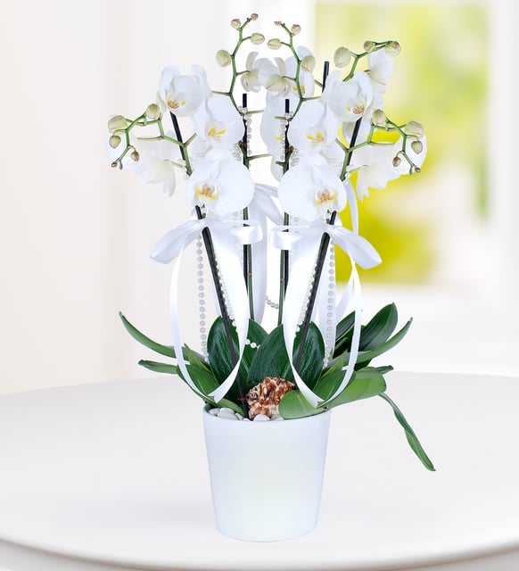 Konya 3 Dal Beyaz Phalaenopsis Orkide